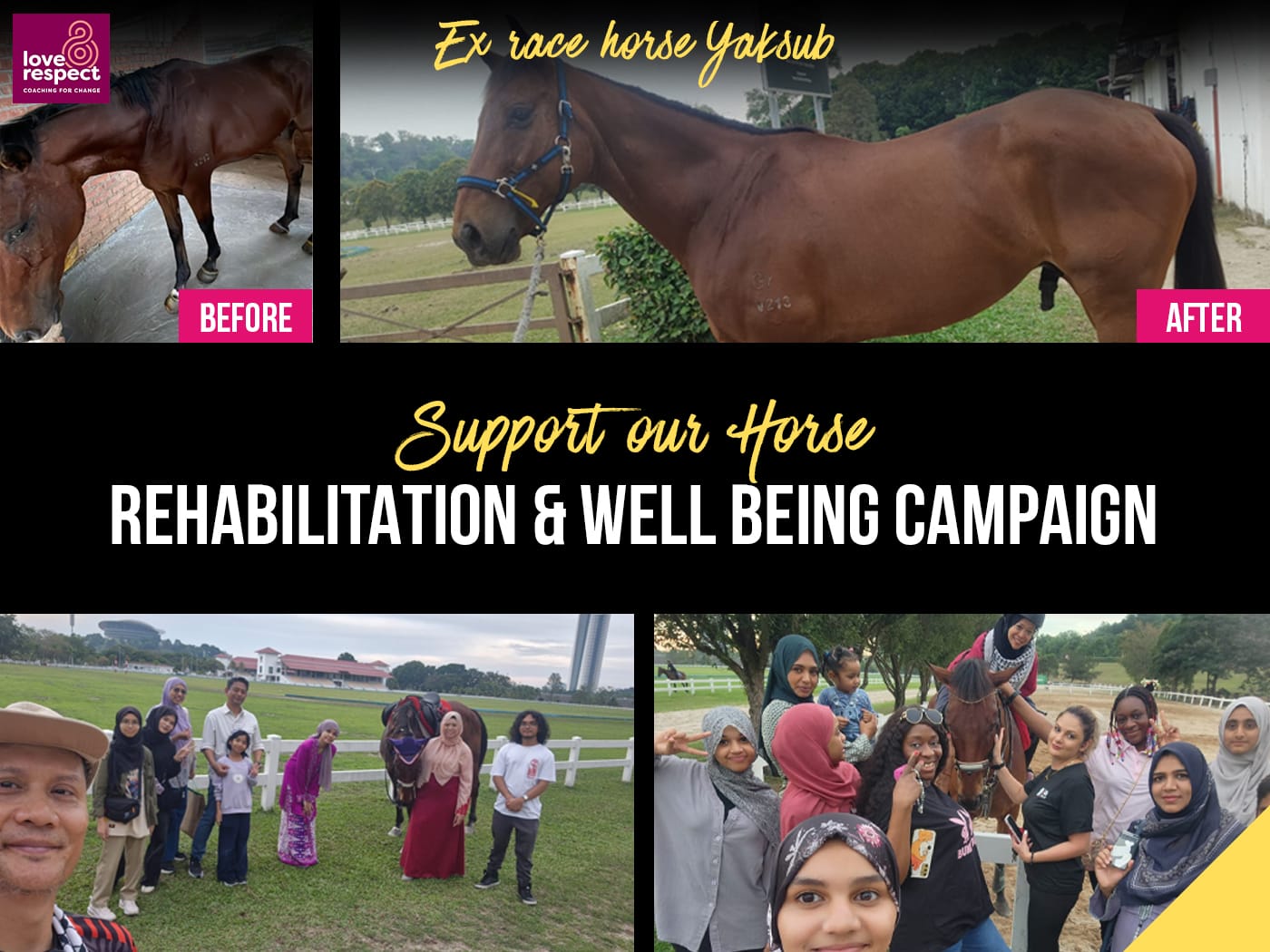Give them a quality life :  Support our Horse rehabilitation  & well being Campaign